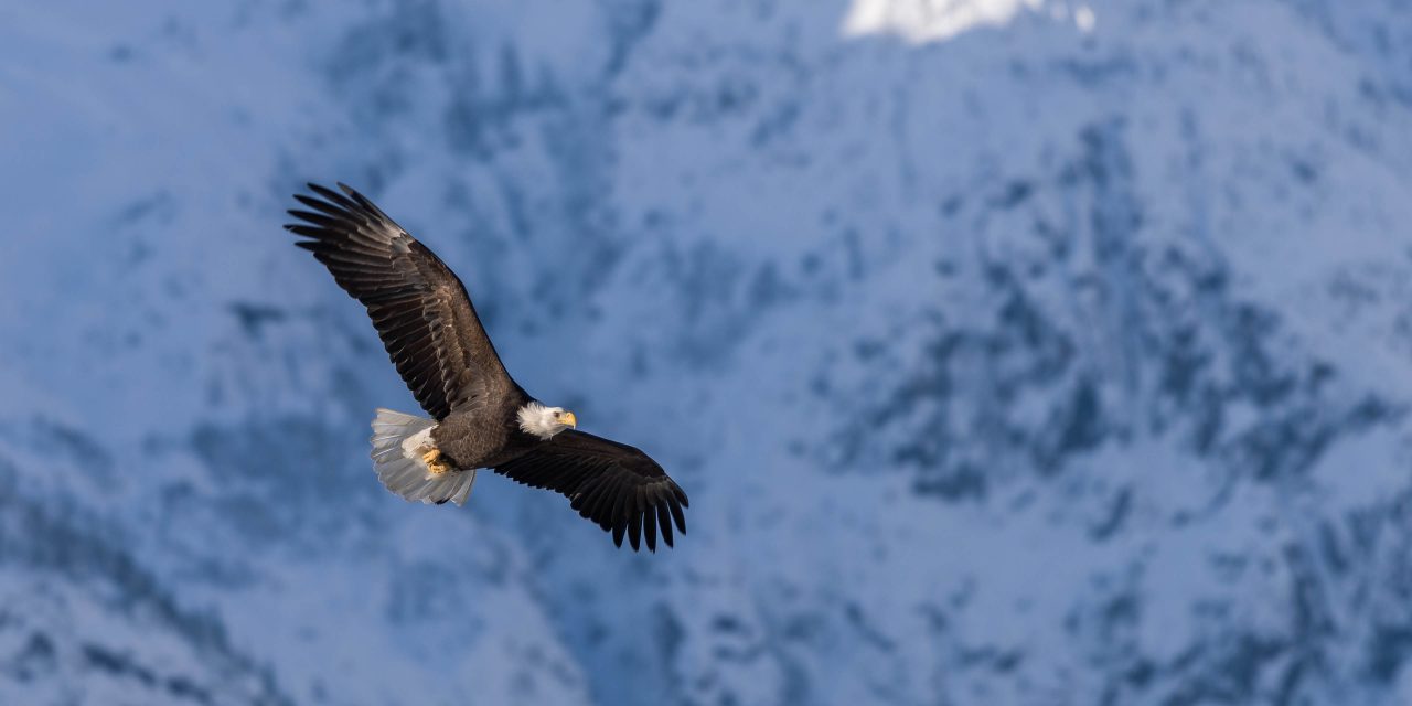 Squamish Bald Eagles : 2016-12-12 : Nikon D810 & Nikkor 200-500 : Raptor on the Wing