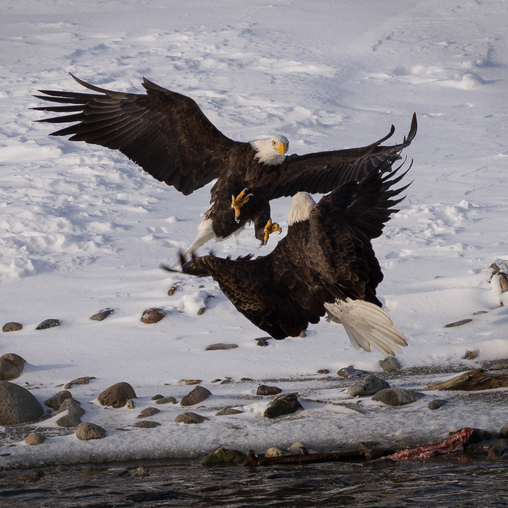 Squamish Bald Eagles : 2016-12-12 : Nikon D810 & Nikkor 200-500 : You're Dead
