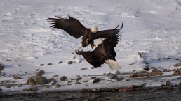 Squamish Bald Eagles : 2016-12-12 : Nikon D810 & Nikkor 200-500 : You're Dead