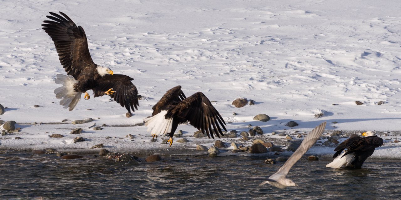 Squamish Bald Eagles : 2016-12-12 : Nikon D810 & Nikkor 200-500 : Attack Vector