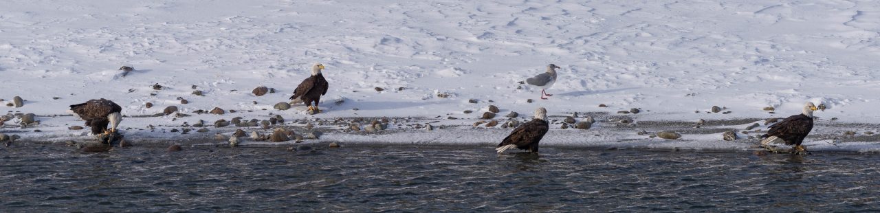 Squamish Bald Eagles : 2016-12-12 : Nikon D810 & Nikkor 200-500 : Seagull Nope