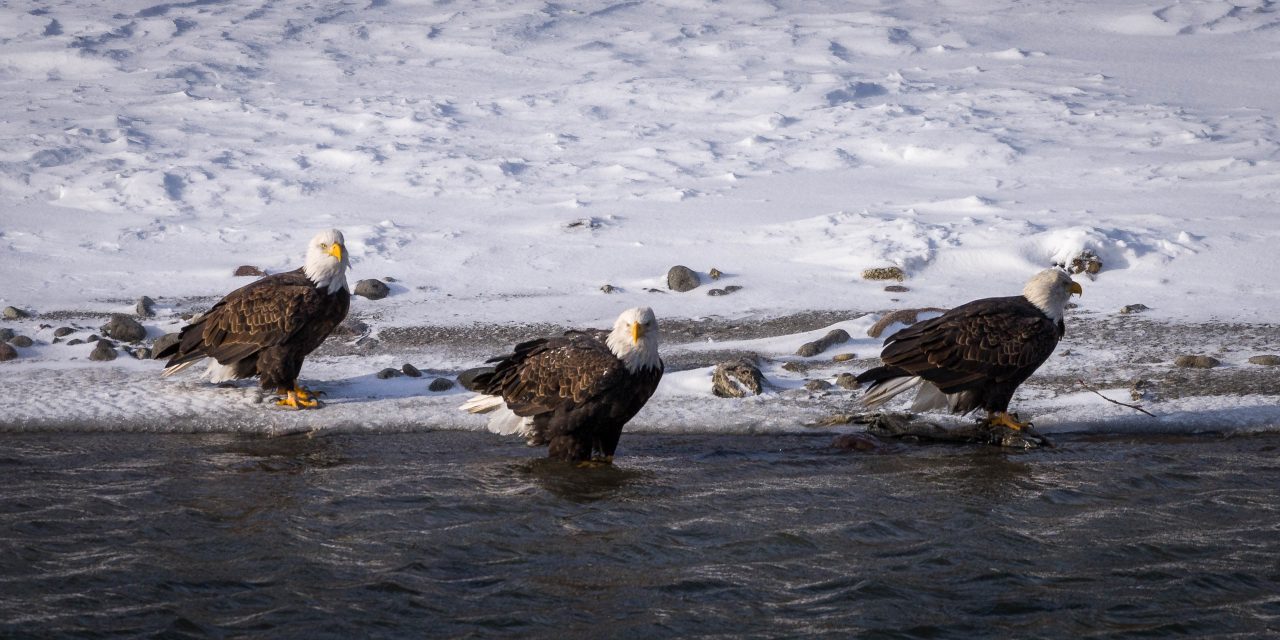 Squamish Bald Eagles : 2016-12-12 : Nikon D810 & Nikkor 200-500 : Three Amigos
