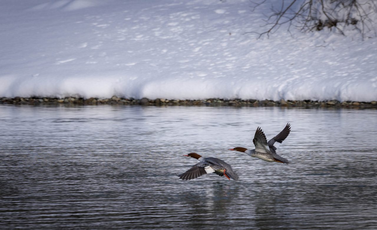 Squamish Bald Eagles : 2016-12-12 : Nikon D810 & Nikkor 200-500 : Ducks in Flight
