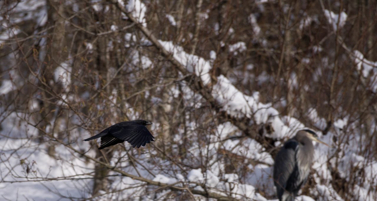 Squamish Bald Eagles : 2016-12-12 : Nikon D810 & Nikkor 200-500 : Crow in Flight