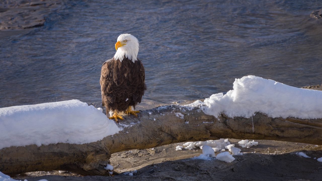 Squamish Bald Eagles : 2016-12-12 : Nikon D810 & Nikkor 200-500 : Eagle Sitting
