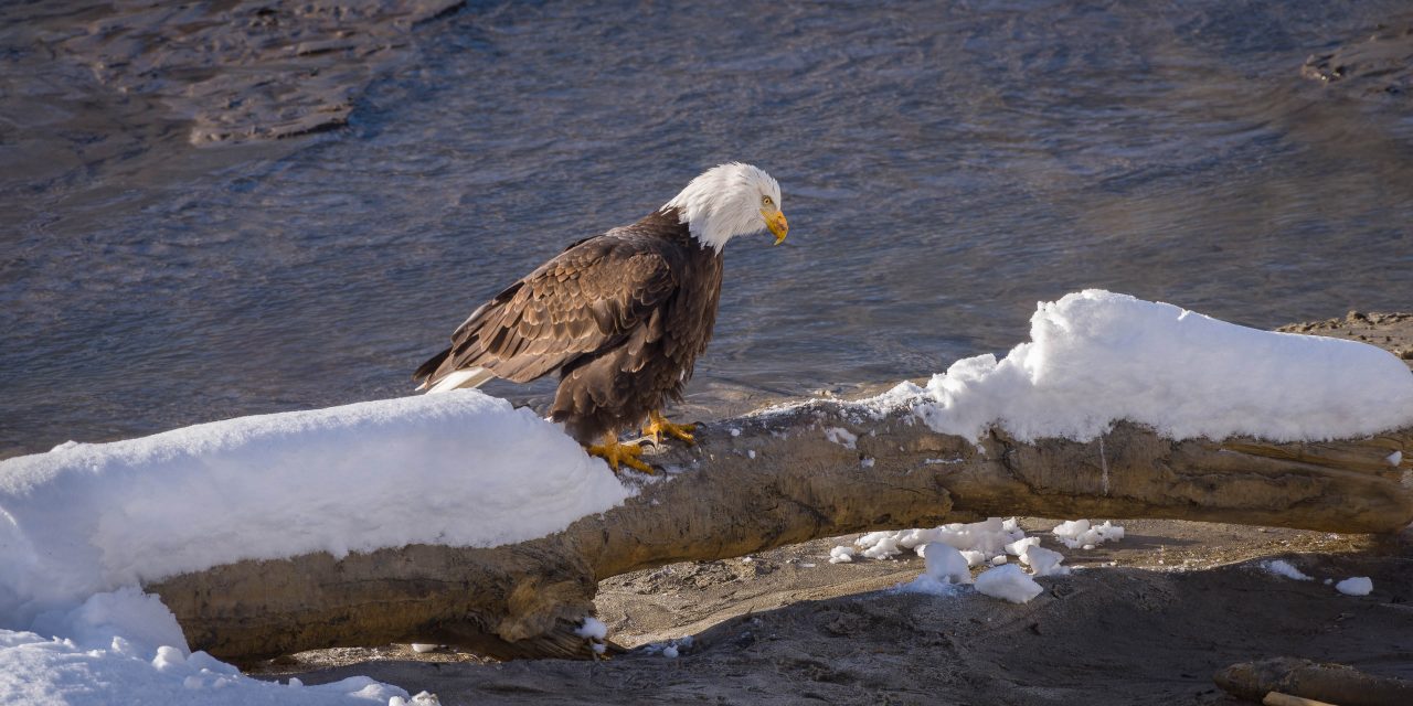 Squamish Bald Eagles : 2016-12-12 : Nikon D810 & Nikkor 200-500 : Eagle Walking