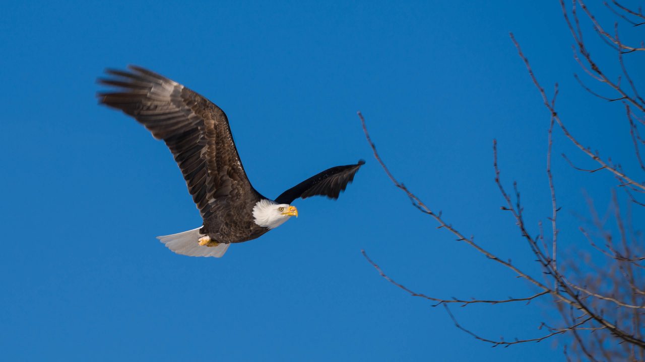 Squamish Bald Eagles : 2016-12-12 : Nikon D810 & Nikkor 200-500 : Eagle in Flight Blue Sky