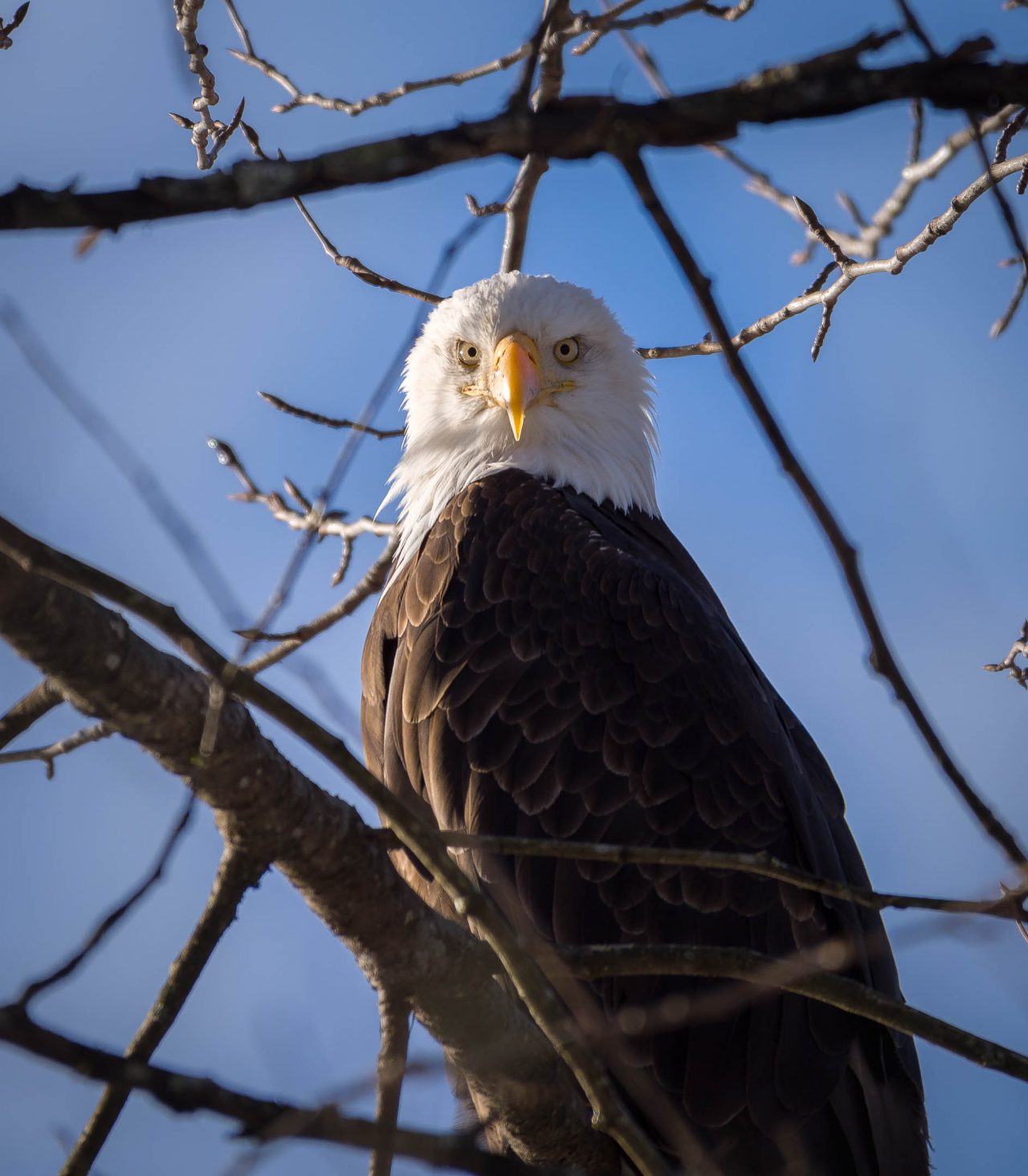 Squamish Bald Eagles : 2016-12-12 : Nikon D810 & Nikkor 200-500 : Eagle in Tree Close