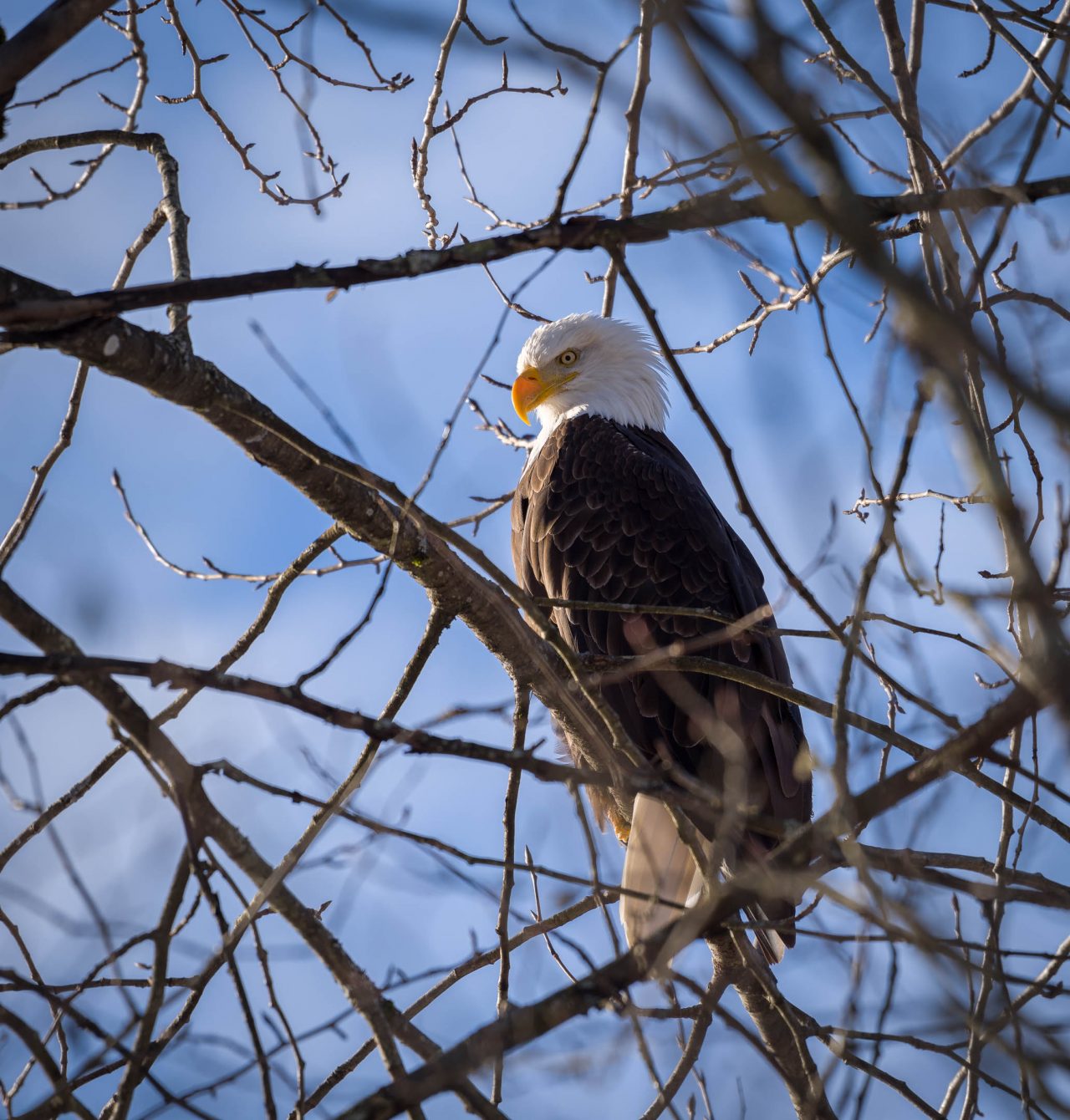 Squamish Bald Eagles : 2016-12-12 : Nikon D810 & Nikkor 200-500 : Eagle in Tree