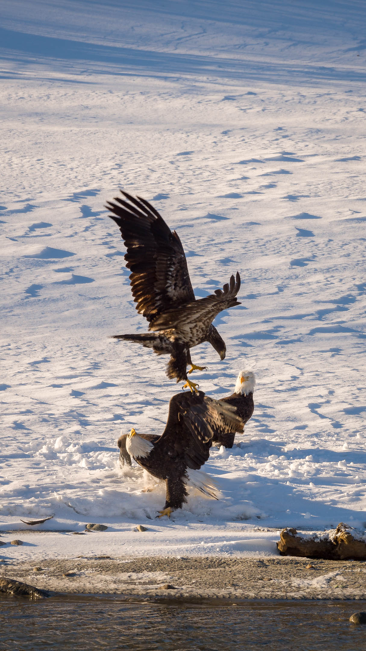 Squamish Bald Eagles : 2016-12-12 : Nikon D810 & Nikkor 200-500 : Juvenile Attack