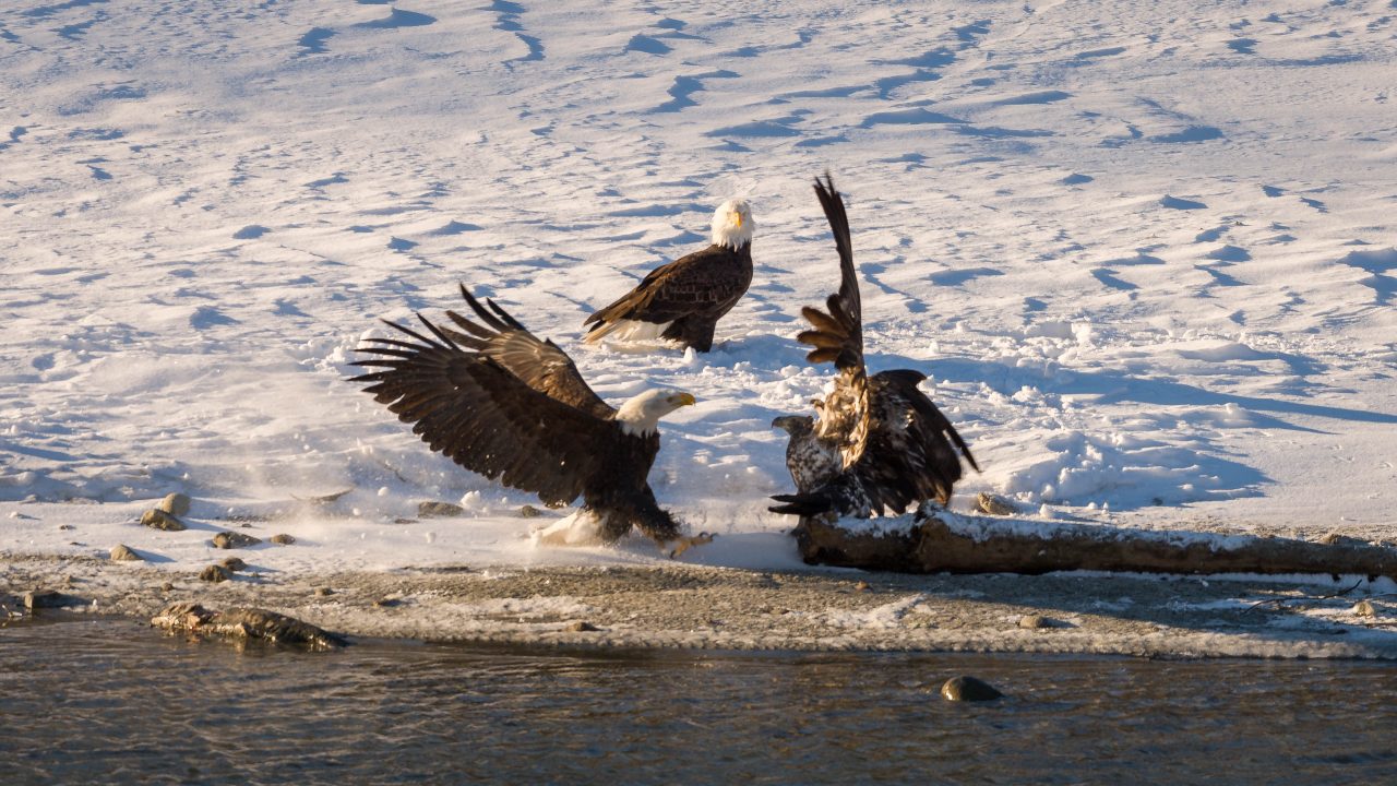 Squamish Bald Eagles : 2016-12-12 : Nikon D810 & Nikkor 200-500 : Attack