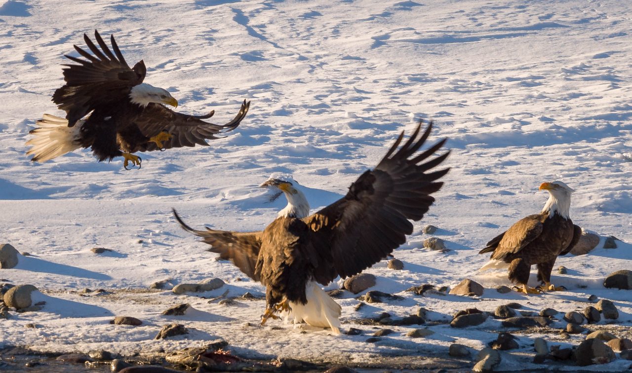 Squamish Bald Eagles : 2016-12-12 : Nikon D810 & Nikkor 200-500 : Attack Sequence 1