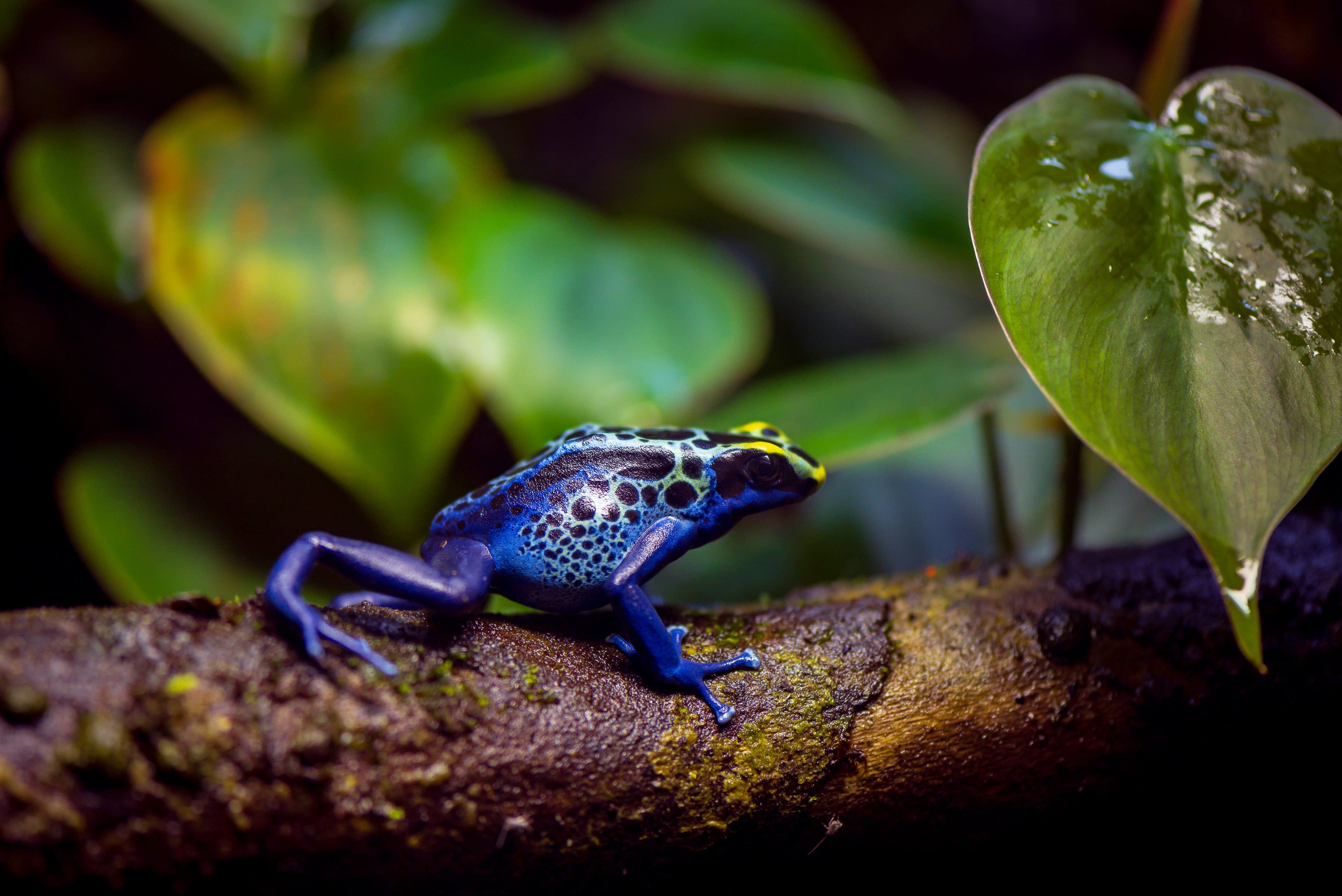 Vancouver Aquarium - Blue Poison Dart Frog : 2018-10-05
