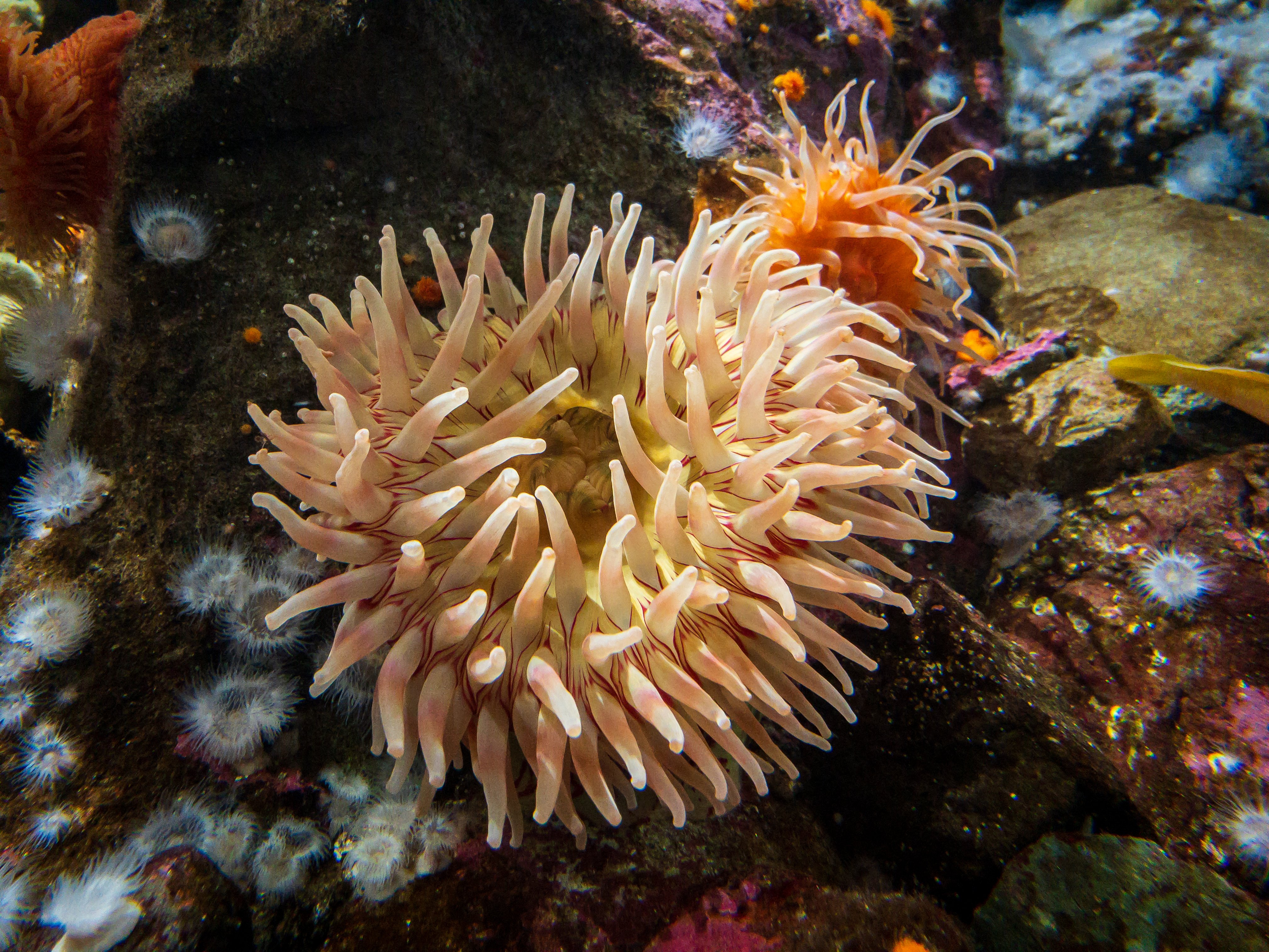 Vancouver Aquarium with the iPhone X : 2018-09-09 : Sea Anemone
