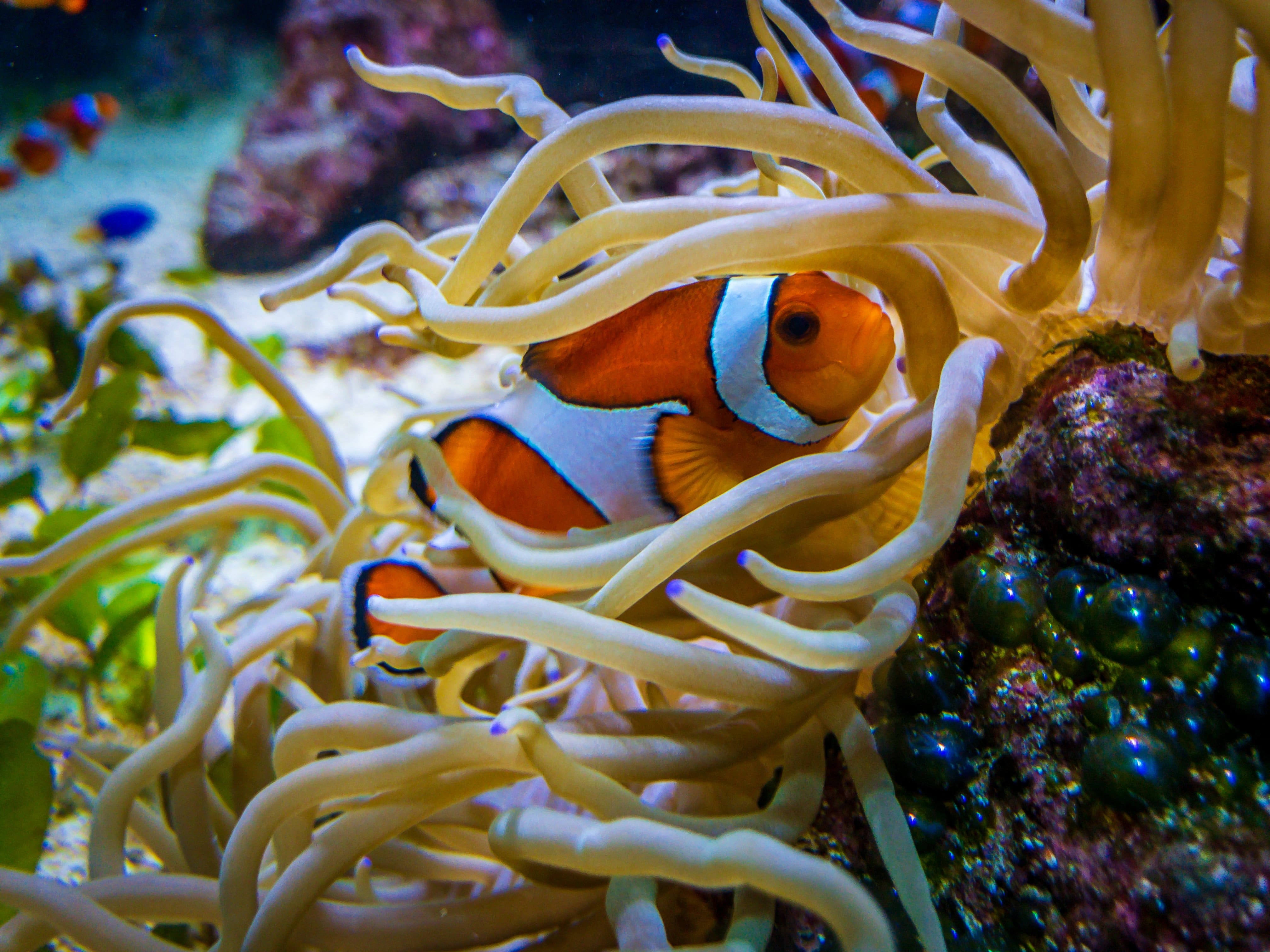 Vancouver Aquarium with the iPhone X : 2018-09-09 : Clown Fish