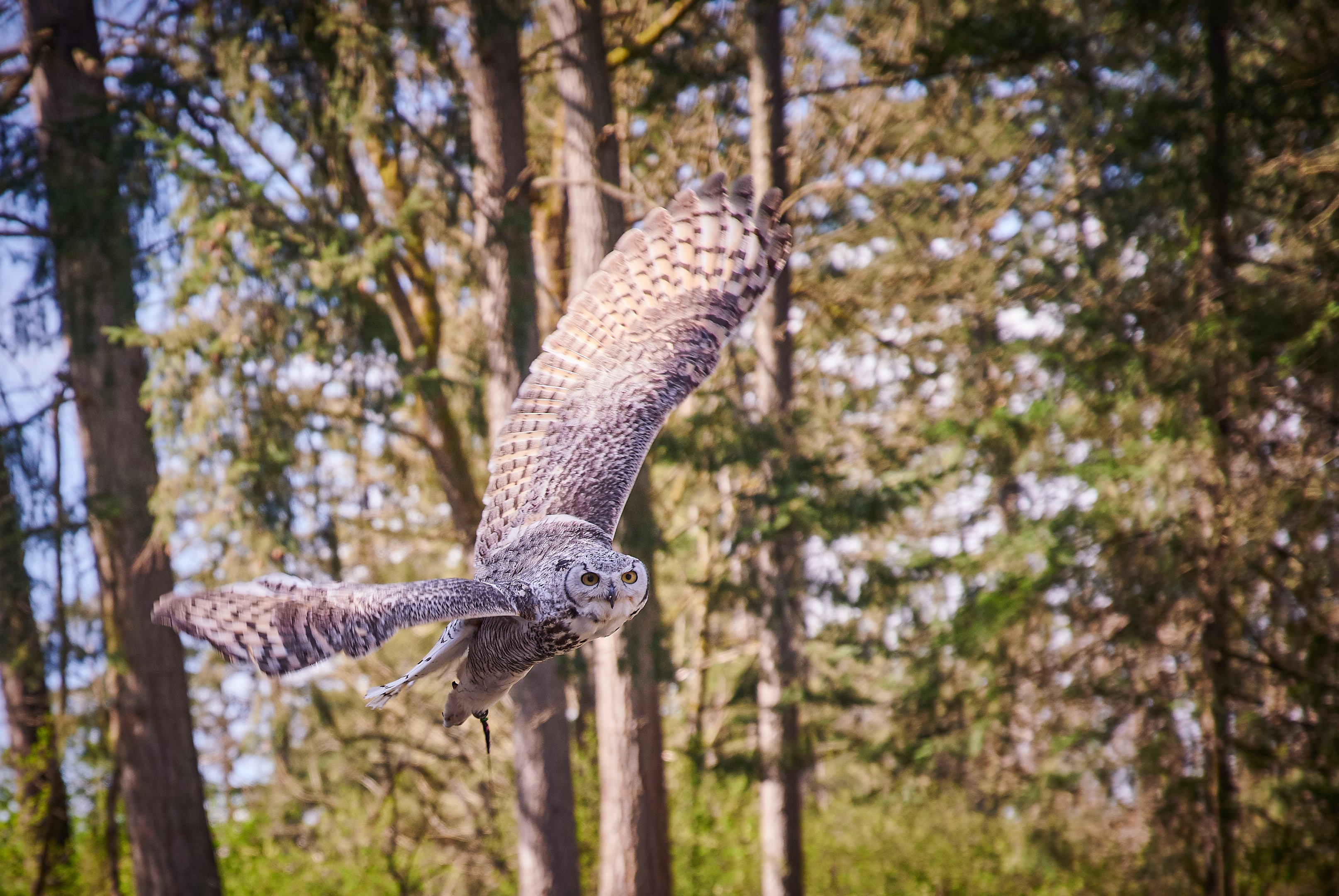 Vancouver Island Raptors – Nikon Z7 Nikkor 24-70 f/4 S – Owl flying demo