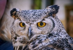 Vancouver Island Raptors – Nikon Z7 Nikkor 24-70 f/4 S – Owl close up