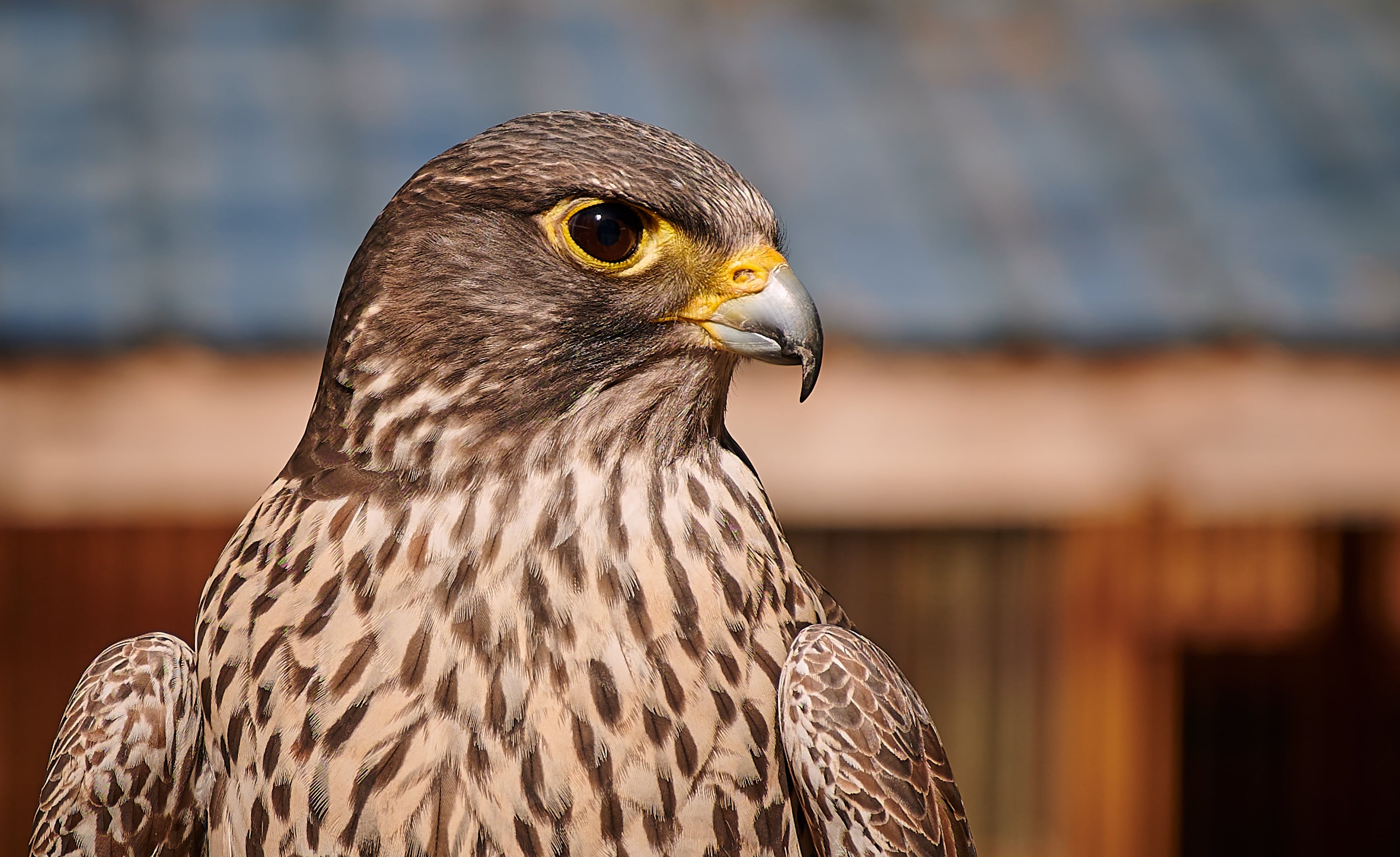 Vancouver Island Raptors – Nikon Z7 Nikkor 24-70 f/4 S – Peregrine Falcon close up